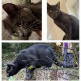 Photo de chat perdu à Le Chesnay Rocquencourt