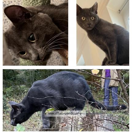 Photo 1/1 Chat retrouvé Perdu à Le chesnay rocquencourt