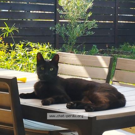 Photo 1/1 Sirius Chat perdu à Castres