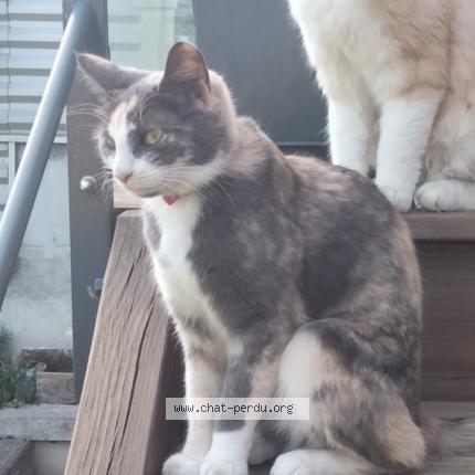 Photo 1/1 NABOO Chat perdu à Chaville