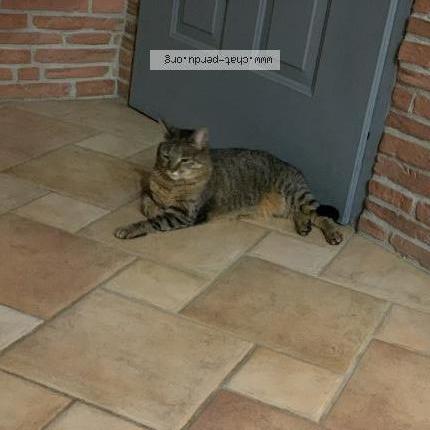 Photo 1/1 Misty Chat perdu à Lasserre praderes