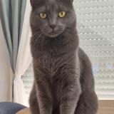 Photo de chat perdu à Vendemian