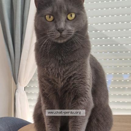 Photo 1/1 Tina Chat perdu à Vendemian