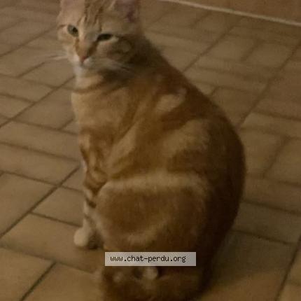 Photo 1/1 Couyoumelle ou bébé chat Chat perdu à Mudaison