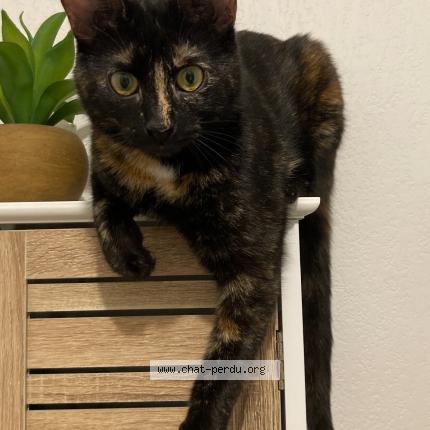 Photo de chat perdu à St Nazaire De Pezan