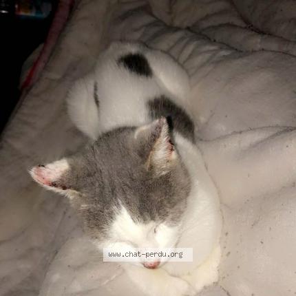 Photo 2/2 Grisette Chat perdu à Clermont ferrand