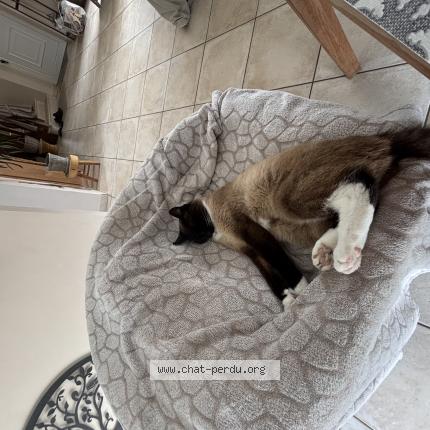 Photo 1/1 Simba Chat perdu à Jullouville