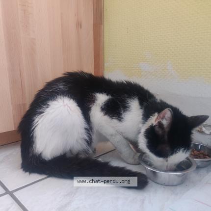 Photo de chat trouvé à Sainte Croix En Plaine