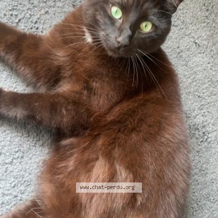 Photo 1/1 Naruto Chat perdu à Lille