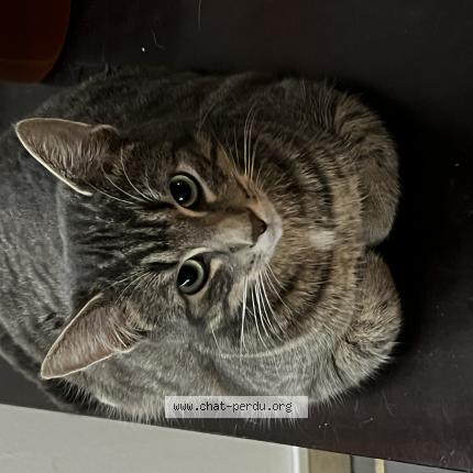 Photo 1/1 Poupou Chat perdu à Ruffec