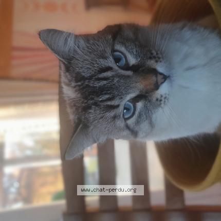 Photo 1/1 Napolitain Chat perdu à Montbazens