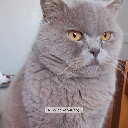 Photo 1/1 Liway Chat perdu à Saint genest lerpt