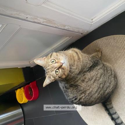 Photo de chat perdu à Rillieux La Pape Village