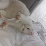 Photo de chat perdu à Bonnieres Sur Seine