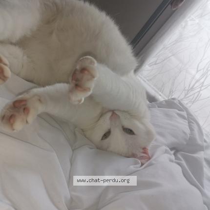 Photo 1/1 Chat retrouvé Perdu à Bonnieres sur seine