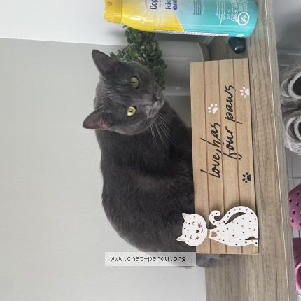 Photo 1/1 Luna Chat perdu à Gatineau