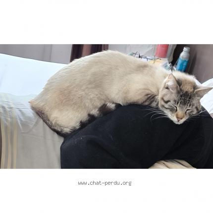 Photo de chat perdu à Toulouse