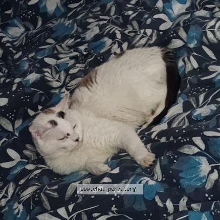 Photo 1/1 Akemi Chat perdu à Saint mathurin sur loire