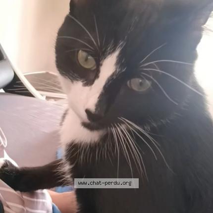 Photo 1/1 Angel Chat perdu à Eysines