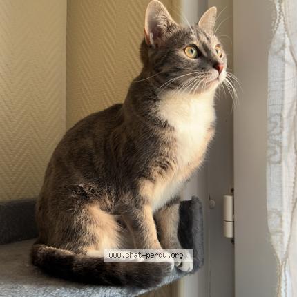 Photo 1/1 Chat retrouvé Perdu à Etampes