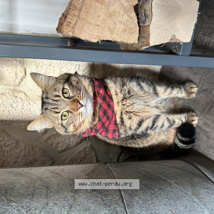 Photo 1/1 Nuts Chat perdu à Belzanne bersac sur rivalier