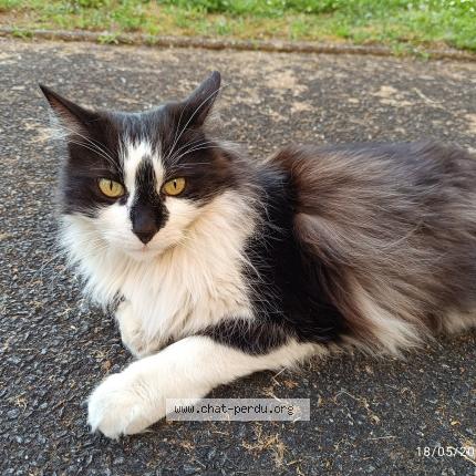 Photo 1/1 Orion Chat perdu à Bordeaux