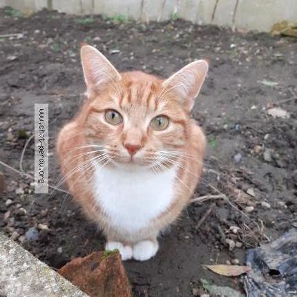 Photo de chat perdu à Durtal