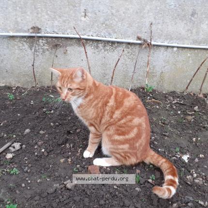 Photo 2/2 Chat retrouvé Perdu à Durtal