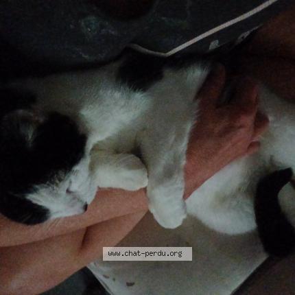 Photo 1/1 CHOUPA Chat perdu à St ave