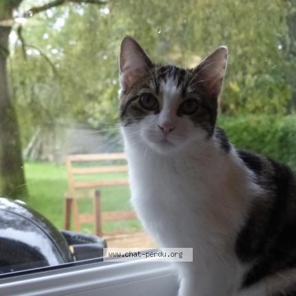 Photo de chat perdu à Le Plessis Trevise