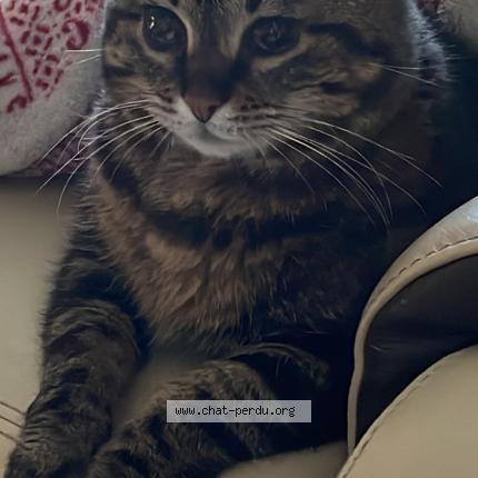 Photo de chat perdu à Jard Sur Mer
