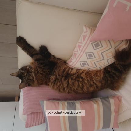 Photo 1/1 Câline Chat perdu à Saint paul les dax