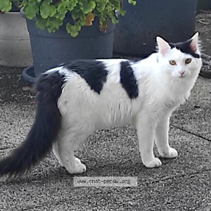 Photo de chat perdu à Lorient