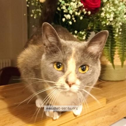 Photo de chat perdu à Paris