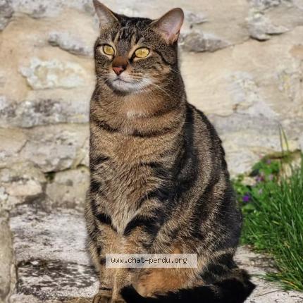 Photo 1/1 Jack Chat perdu à Bray