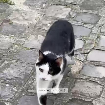 Photo de chat trouvé à Les Lilas