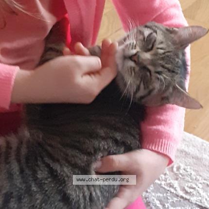 Photo 1/1 Urkan Chat perdu à Thionville