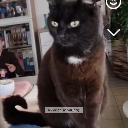 Photo 1/1 Mélophée Chat perdu à Cabasse