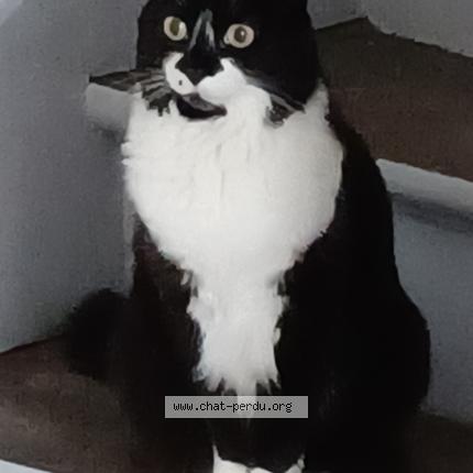 Photo 1/1 CL&Eacute;O Chat perdu à Fismes