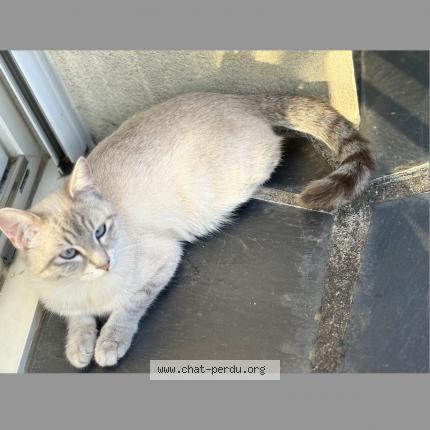 Photo 1/2 Kally Chat perdu à Cognac