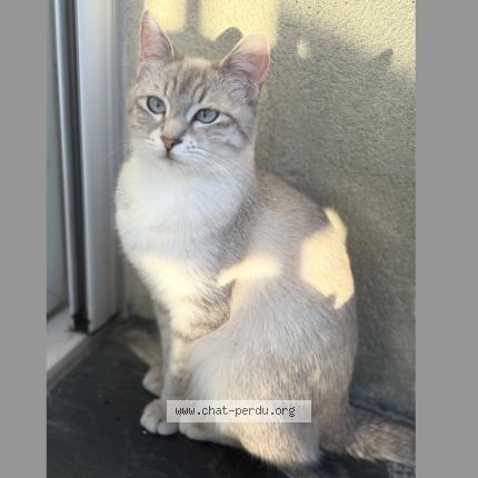 Photo 2/2 Kally Chat perdu à Cognac