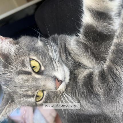Photo 1/1 Chat retrouvé Perdu à Poitiers