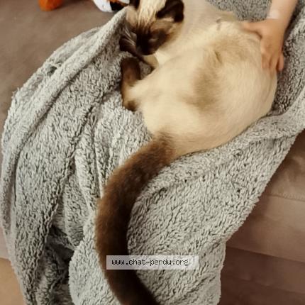 Photo de chat perdu à Marmande