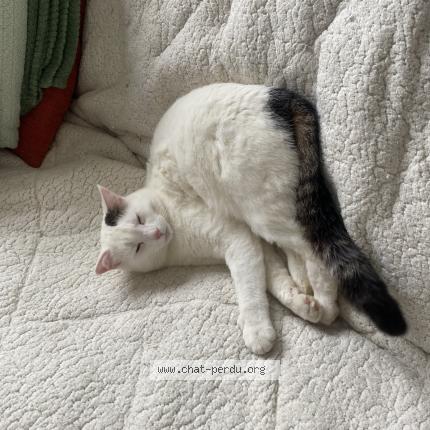 Photo de chat perdu à Jury