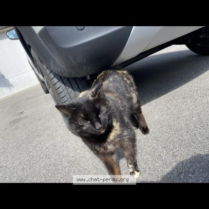 Photo de chat perdu à Mouans Sartoux