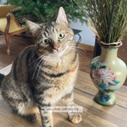 Photo 1/1 Nuts Chat perdu à Barzan