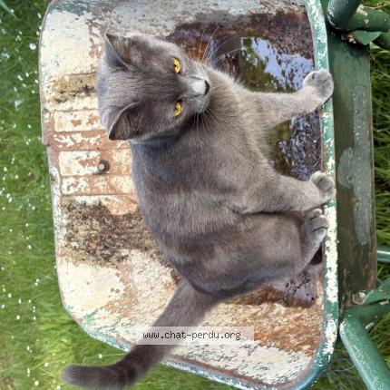 Photo 1/1 Chat retrouvé Perdu à Vineuil