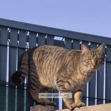 Photo 1/2 Gaston Chat perdu à Bonneuil matours