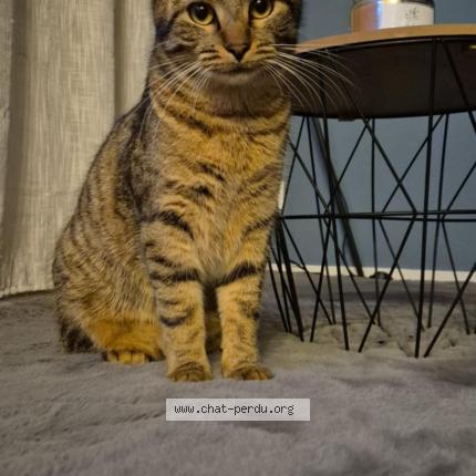 Photo 2/2 Gaston Chat perdu à Bonneuil matours