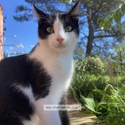 Photo de chat perdu à Aix En Provence